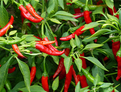 Chili Essential Oil: Benefits & Uses