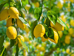 Lemon Essential Oil: The All-Powerful Cleanser