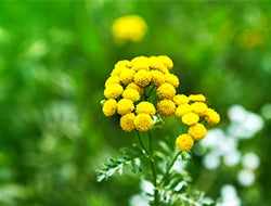 Blue Tansy Essential Oil: Its Benefits & Many Uses