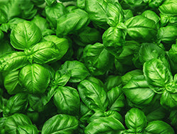 Basil Essential Oil: Its Benefits & Many Uses