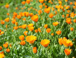 Organic Calendula Carrier Oil: Benefits For Anything And Everything Skin-Related