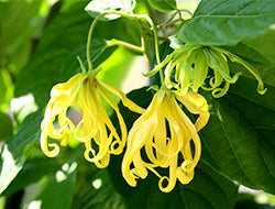 Fall In Love with Ylang Ylang Essential Oil