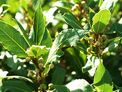 Bay Laurel Leaf Essential Oil: Its Benefits & Many Uses