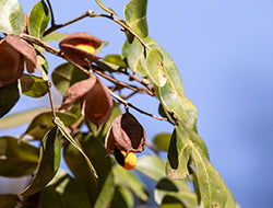 Copaiba Essential Oil: Benefits & Its Many Uses