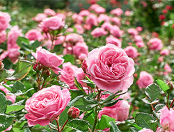 Rose Otto Essential Oil: Benefits & Its Many Uses