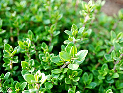 Thyme Essential Oil: Its Benefits & Many Uses