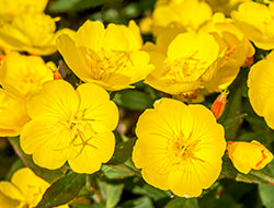 Evening Primrose Carrier Oil: Its Many Healing Benefits