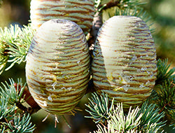 Cedarwood Essential Oil: Benefits & Its Many Uses