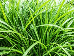 Vetiver Essential Oil: Its Benefits & Many Uses