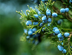 Juniper Berry Essential Oil: Its Soothing Benefits & Uses