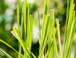 Citronella Essential Oil: Its Benefits & Many Uses
