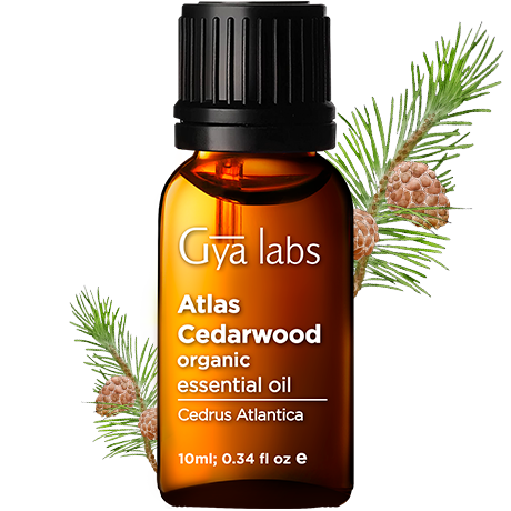 atlas cedarwood plant with organic atlas cedarwood oil bottle