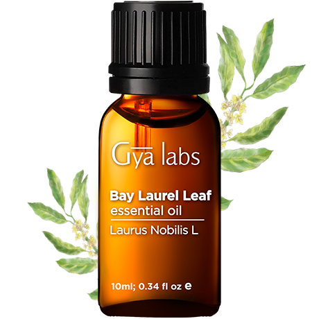 bay leaf plant with bay leaf oil bottle