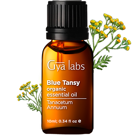 blue tansy plant with organic blue tansy oil bottle
