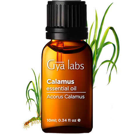 calamus plant with calamus oil bottle