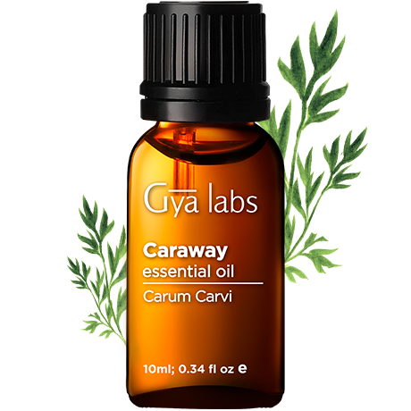 caraway plant with caraway oil bottle