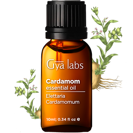 cardamom plant with cardamom oil bottle