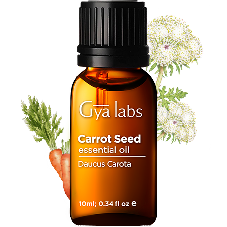 carrot plant with carrot seed oil bottle
