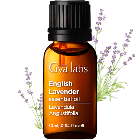 english lavendar plant with english lavendar oil bottle