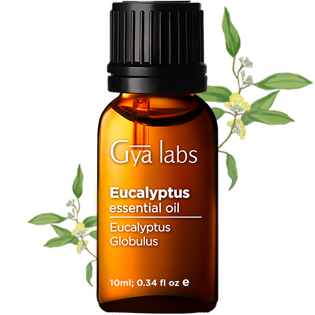 eucalyptus plant with eucalyptus oil bottle