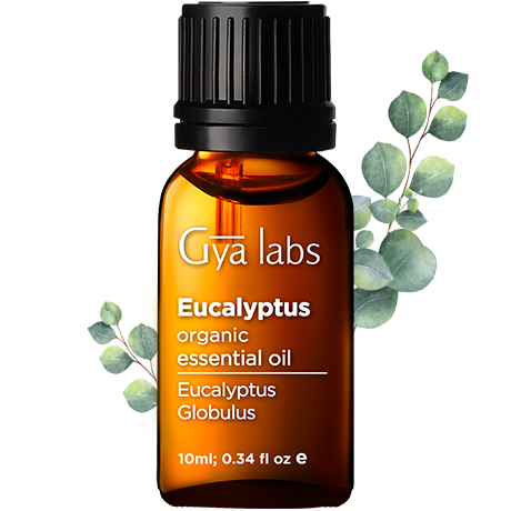 eucalyptus plant with organic eucalyptus oil bottle