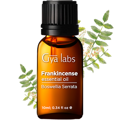 frankincense plant with frankincense oil bottle