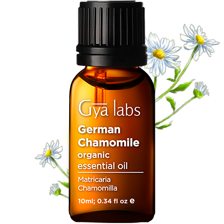 german chamomile plant with organic german chamomile oil bottle