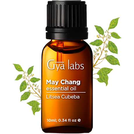 may chang plant with may chang oil bottle