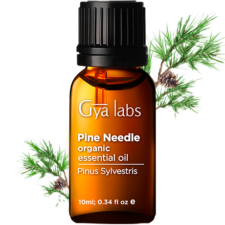 pine needle plant with organic pine needle oil bottle