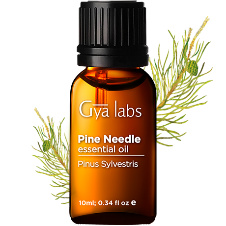 pine needle plant with pine needle oil bottle