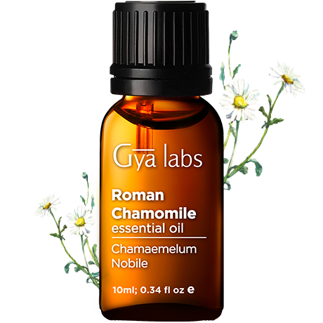 roman chamomile plant with roman chamomile oil bottle