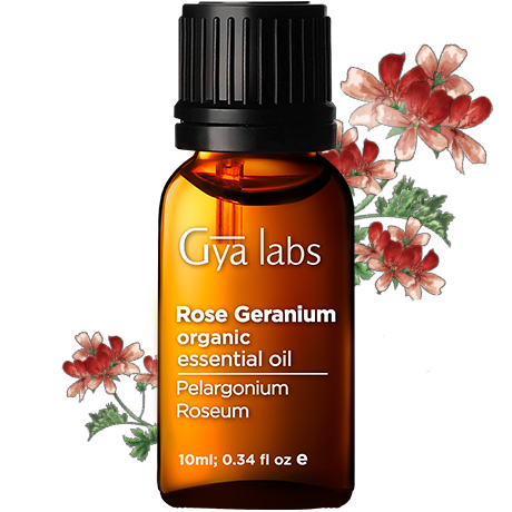 rose germanium plant with organic rose germanium oil bottle
