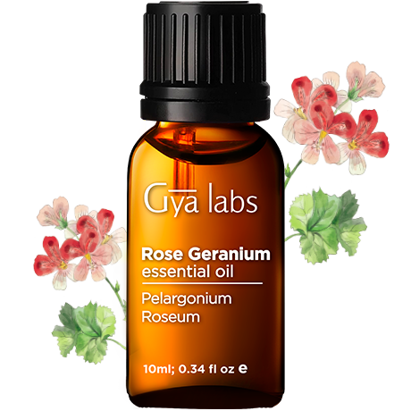 rose germanium plant with rose germanium oil bottle