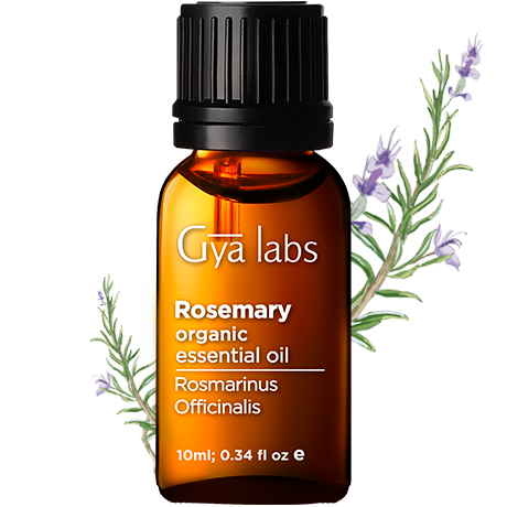 rosemary plant with organic rosemary oil bottle
