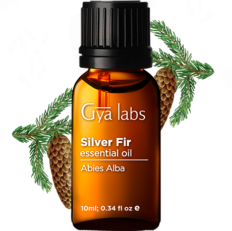 silver fir plant with silver fir oil bottle