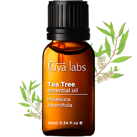Buy High-Quality Tea Tree Essential Oil | Gya Labs